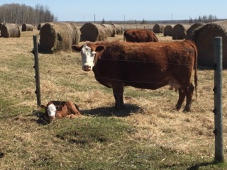 bale grazing