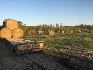 setting bales out for grazing cattle in late summer 