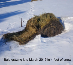 bale grazing late March 2015 in four feet of snow