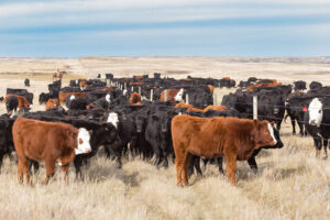 fence-line weaning