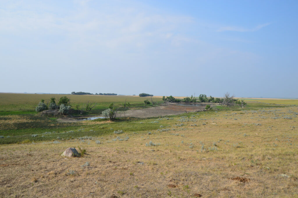 Dried water source for beef cattle during drought 