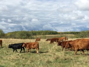 beef heifers on grass