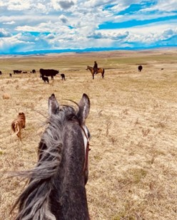 horses and cow-calf pairs on cattle ranch in Alberta