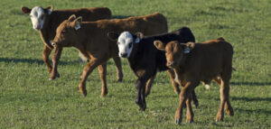 Mixed beef calves on green grass