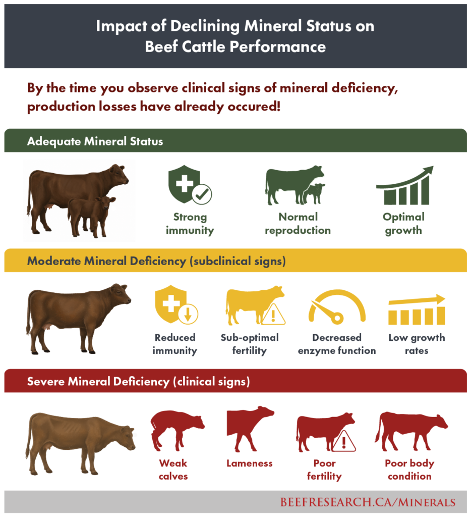 impact of mineral deficiency in beef cattle