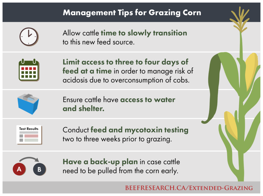 management tips for beef cattle grazing corn