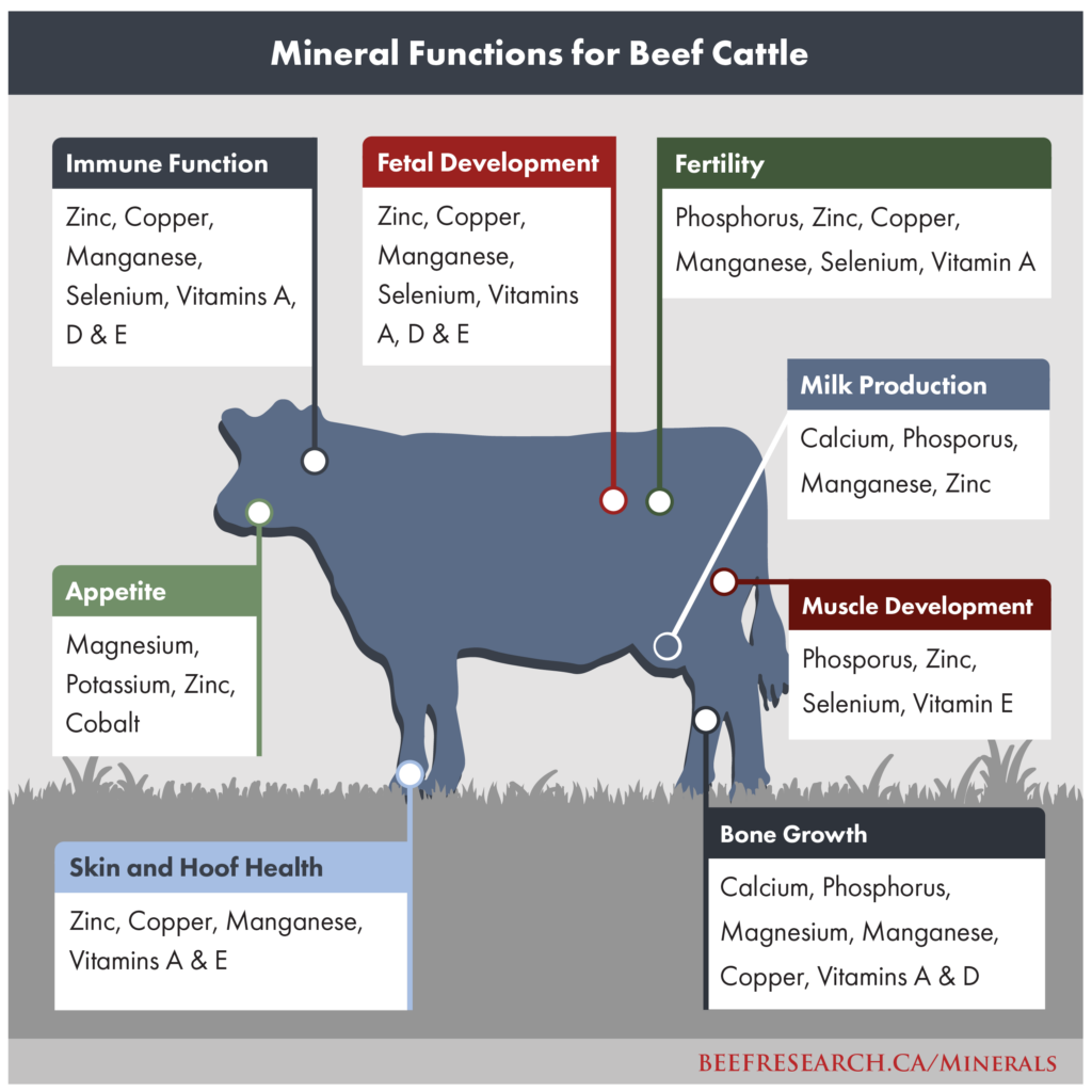 mineral functions for beef cattle