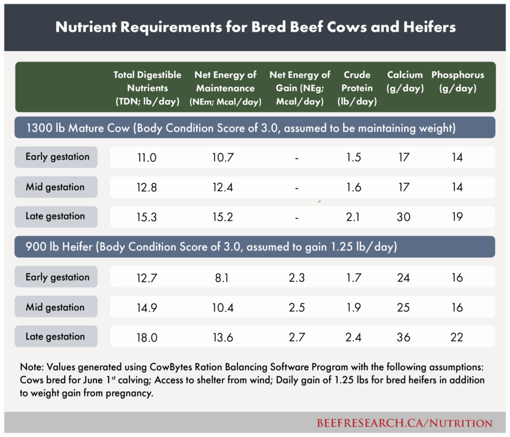 nutrient requirements for bred beef cows and heifers