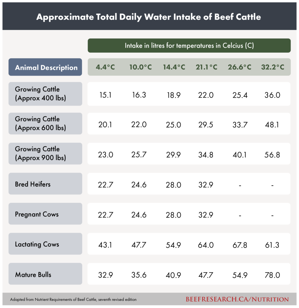 approximate total daily water intake of beef cattle
