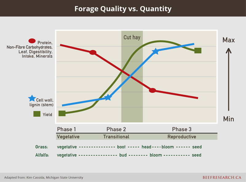 Forage quality vs. quantity