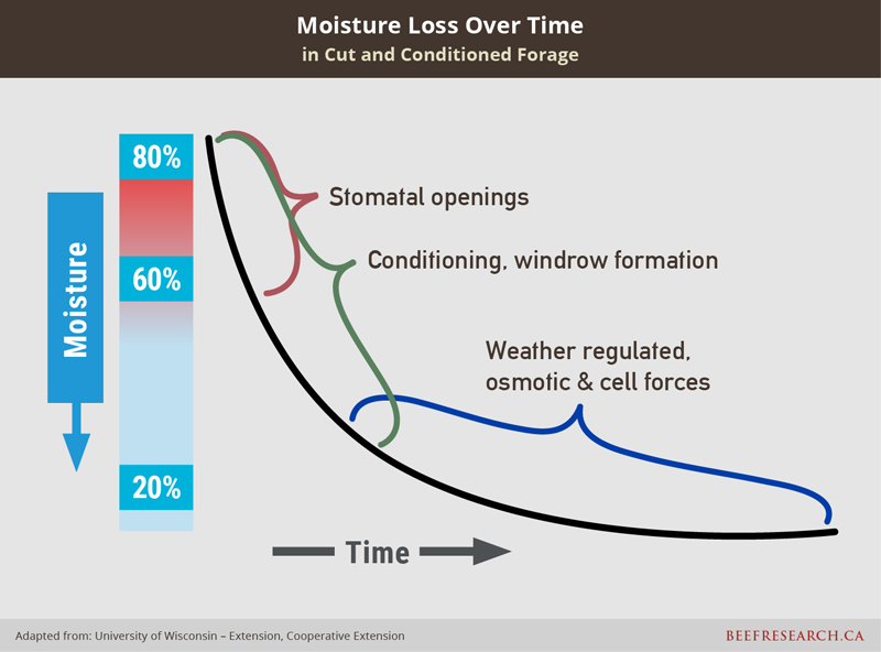 moisture loss over time in cut and conditioned forage