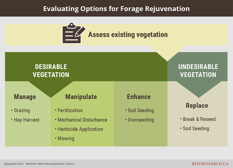 evaluating options for forage rejuvenation