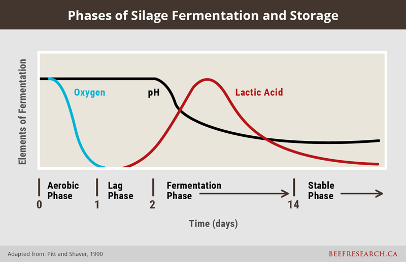 phases of silage fermentation and storage