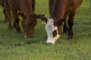 cattle grazing green grass