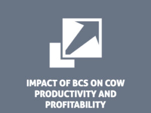 The Beef Cattle Research Council's impact of BCS on cow productivity and profitability