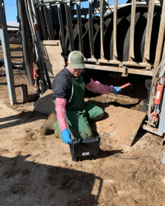 Dr. Tommy Ware conducting a Bull Breeding Soundness Evaluation
