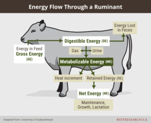 energy flow through a ruminant