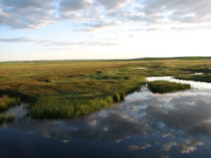 riparian zone