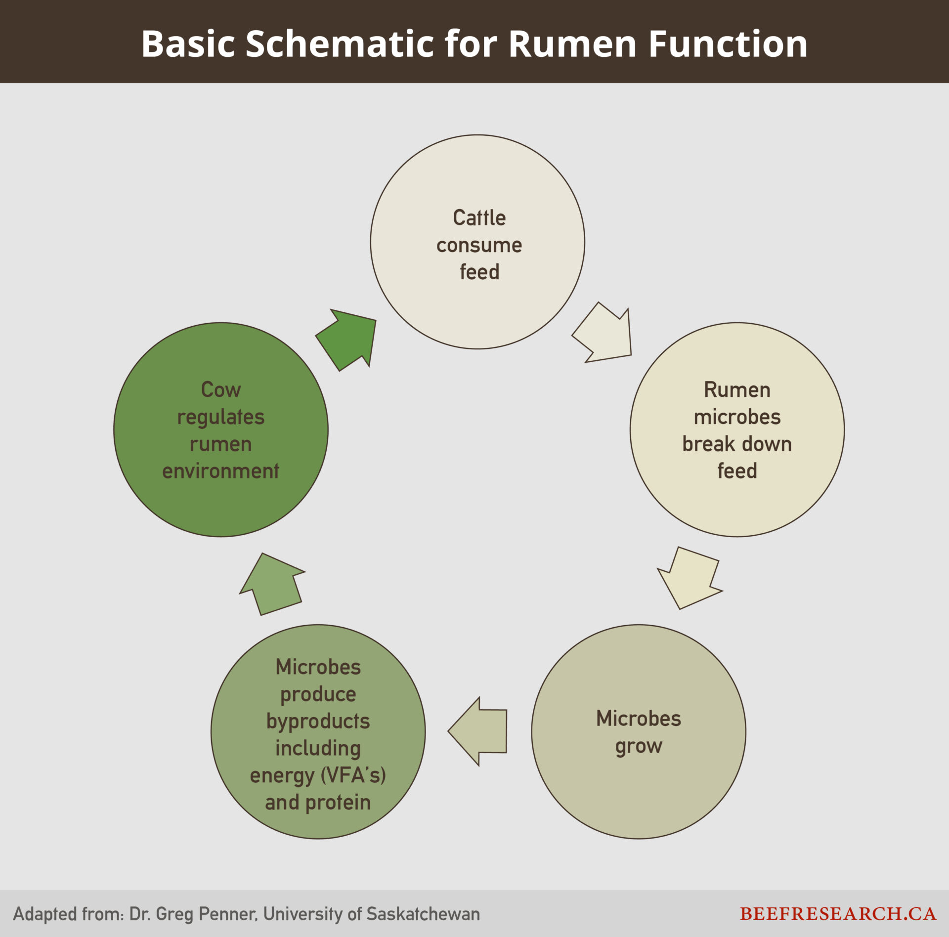 Rumen function Rumen function in beef cattle.