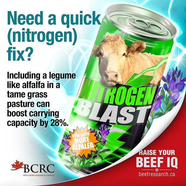 need a quick nitrogen fix? including a legume like alfalfa in tame grass pasture can boost carrying capacity by 28%.