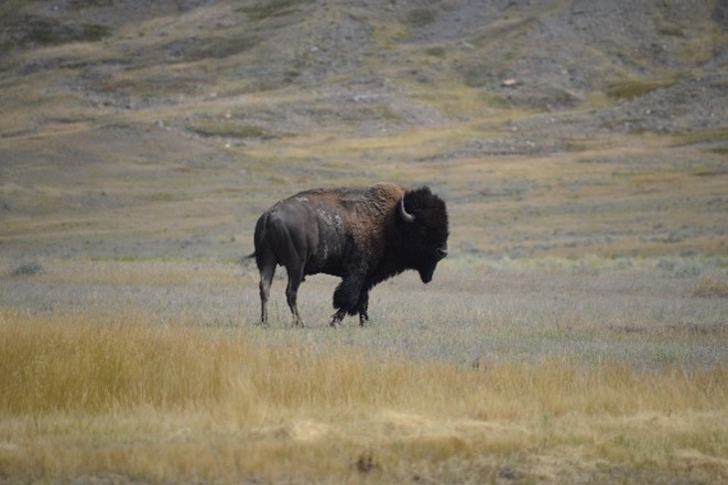 Prairie grasslands evolved with bison grazing and fire. 