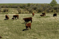cow-calf pairs on grass