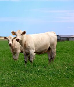 Charolais cattle on grass