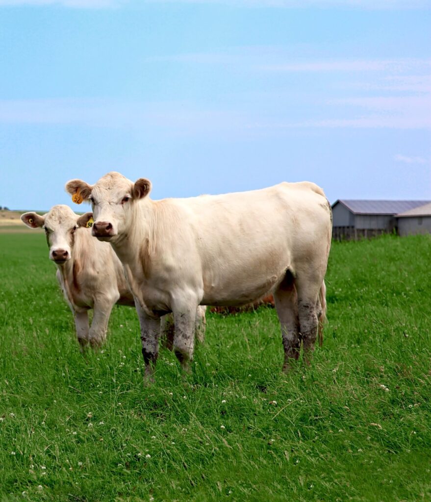 charolais in PEI in muddy conditions