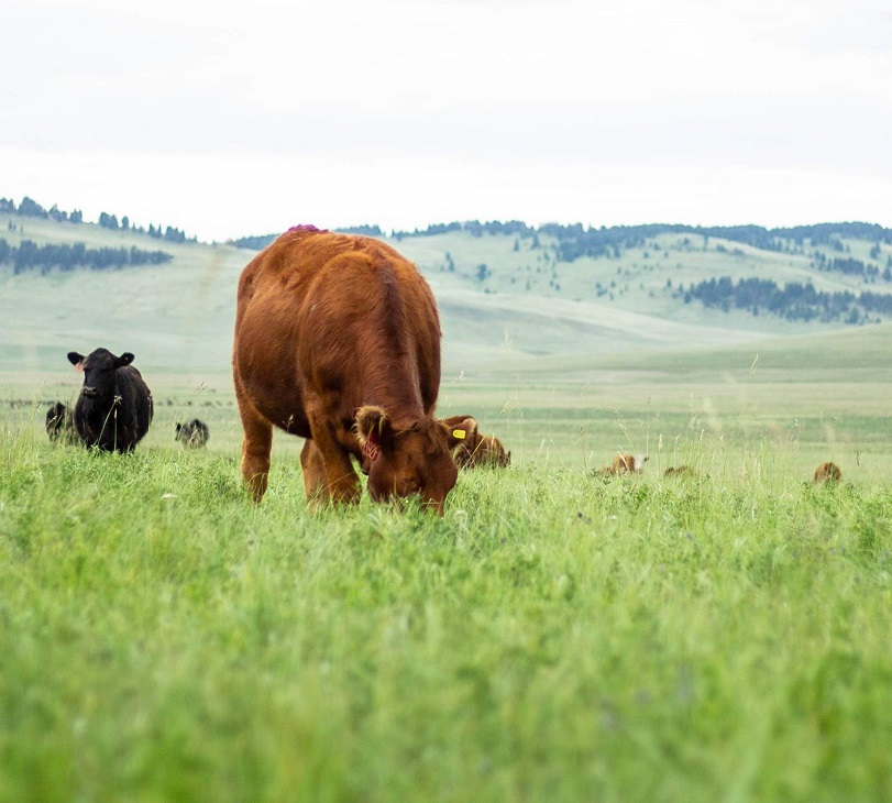 cattle grazing green grass