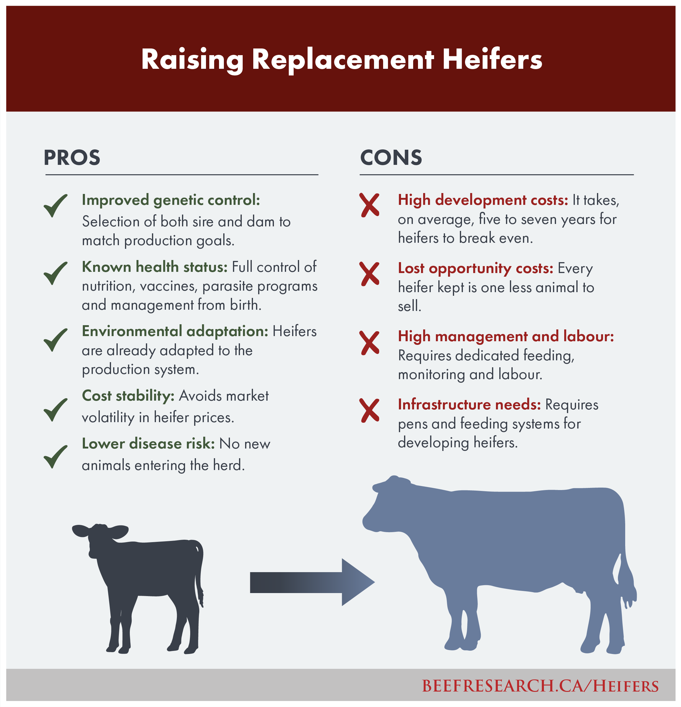 raising replacement heifers