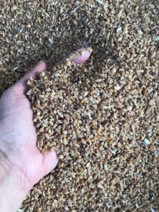 barley with high-moisture heated durum for beef cattle feed