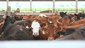 yearlings indoor