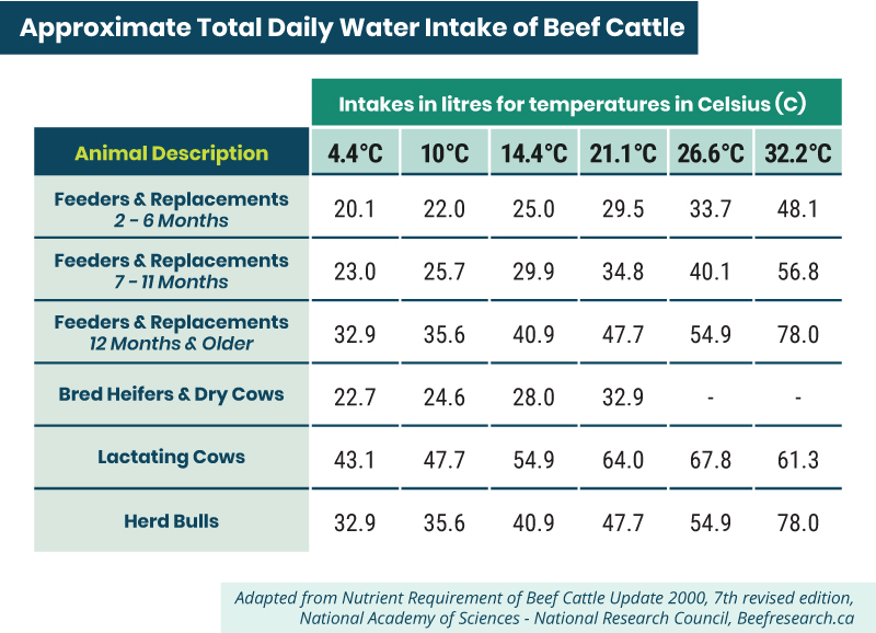 approximate total daily water intake of beef cattle