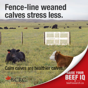 fenceline weaning beef calves