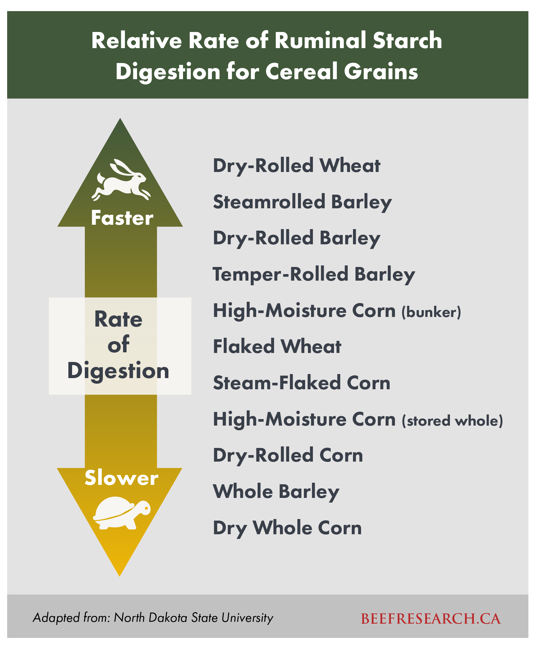 relative rate of ruminal starch digestion for cereal grains