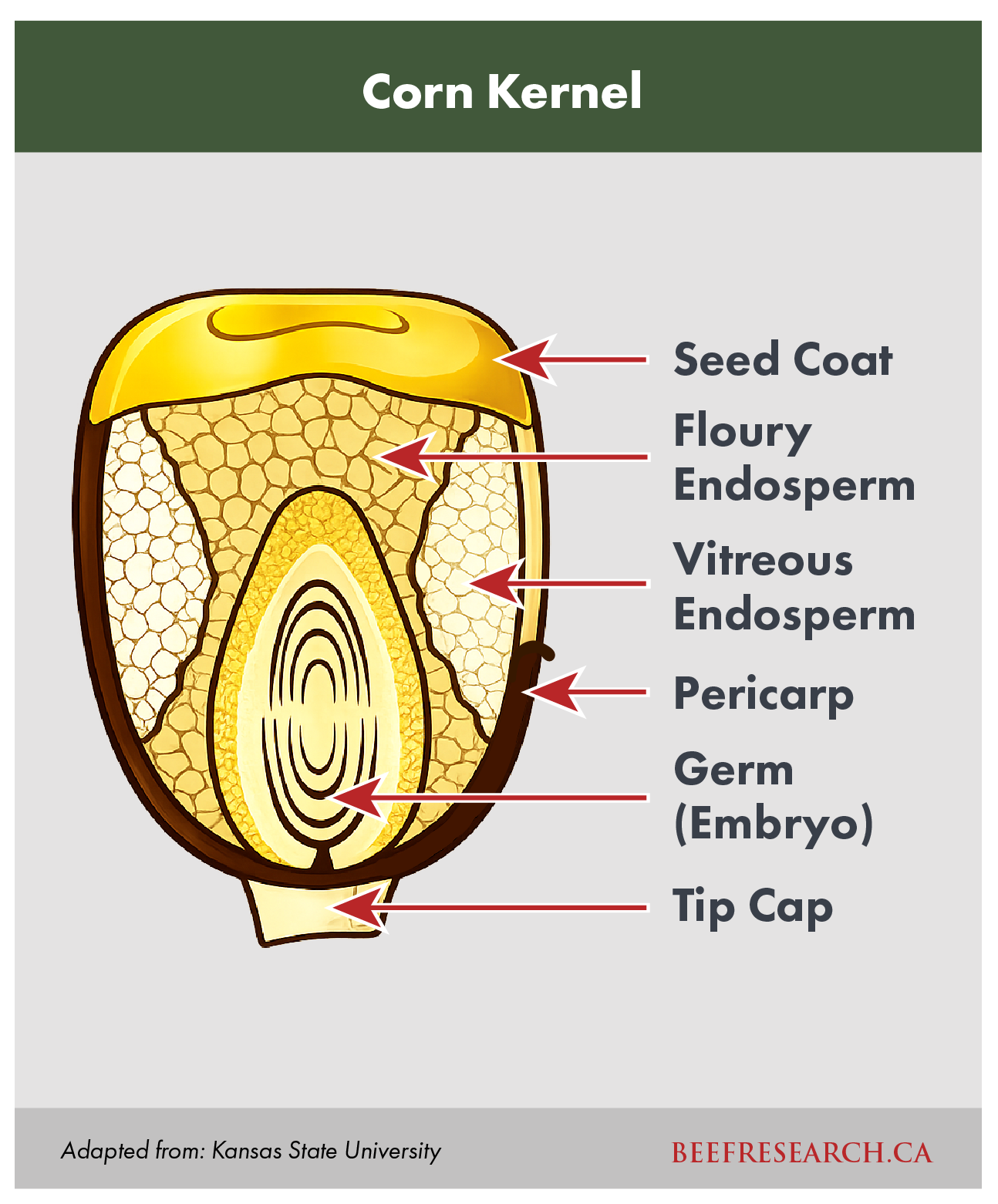 corn kernel