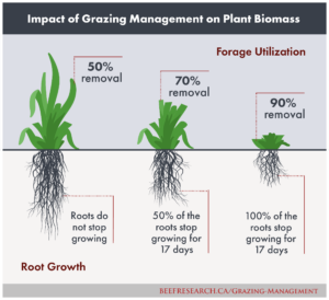impact of grazing on plant biomass production