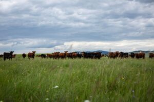 mixed beef cattle herd on pasture