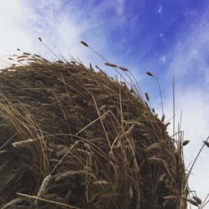greenfeed bale that may be at risk for nitrate toxicity in beef cattle