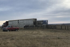 loading cattle liners