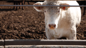 white steer in feedlot