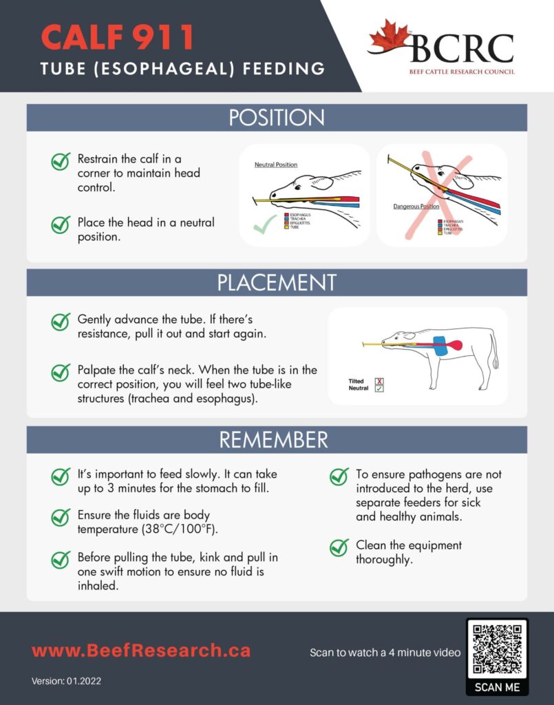 tube feeding poster for beef cattle