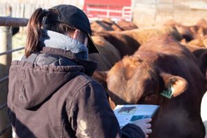 beef producer looking at bulls at a sale