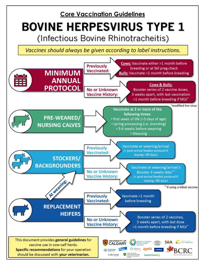 BHV1 vaccination guidelines