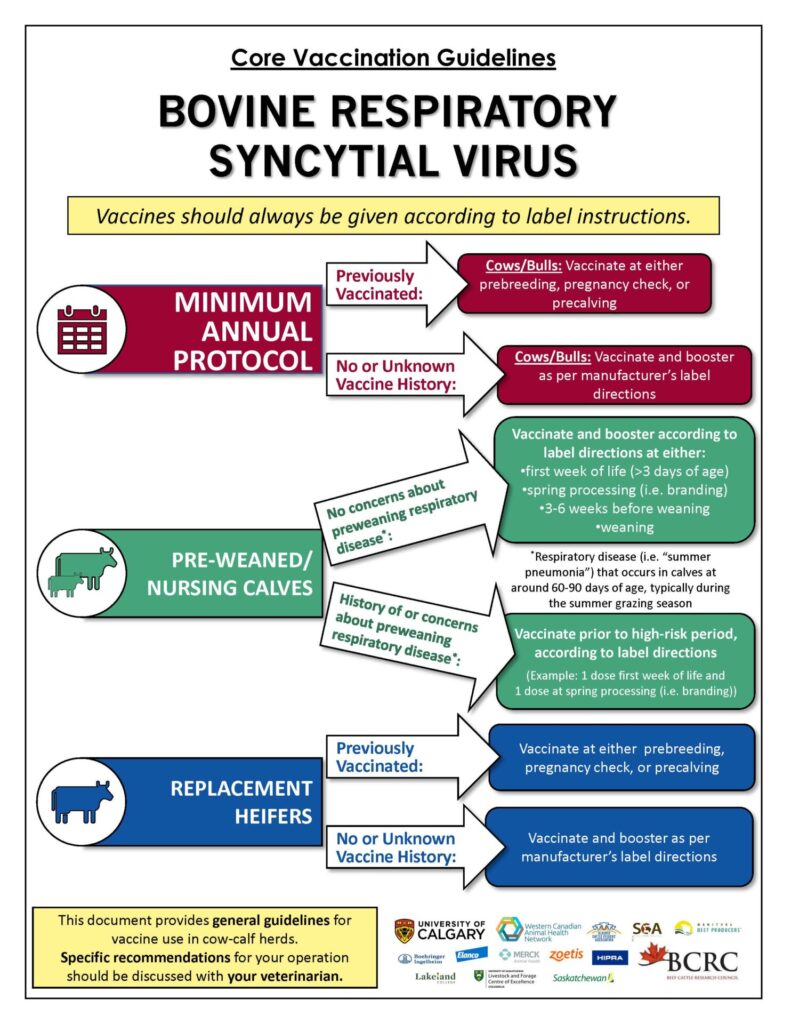 BRSV Vaccination guidelines