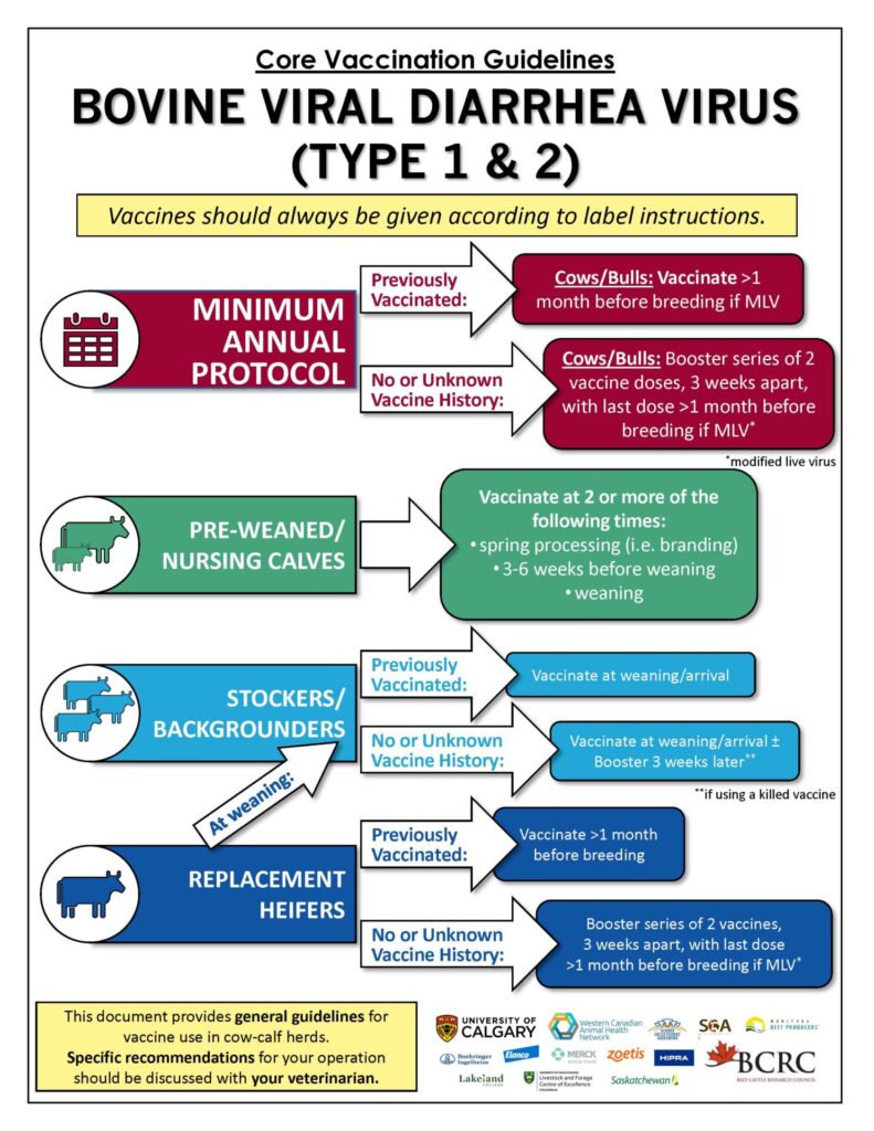 BVDV vaccination guidelines