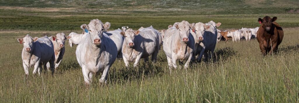 herd of Charolais cattle