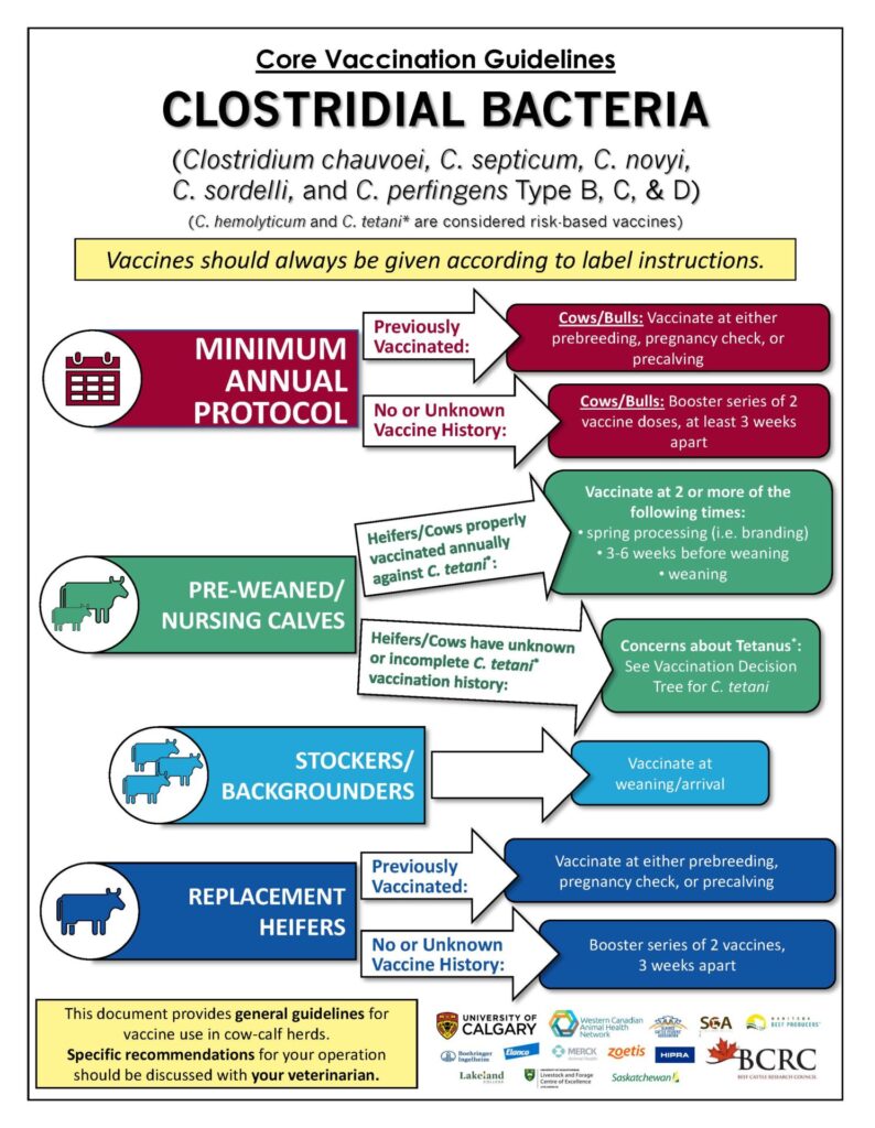 clostridial vaccination guidelines