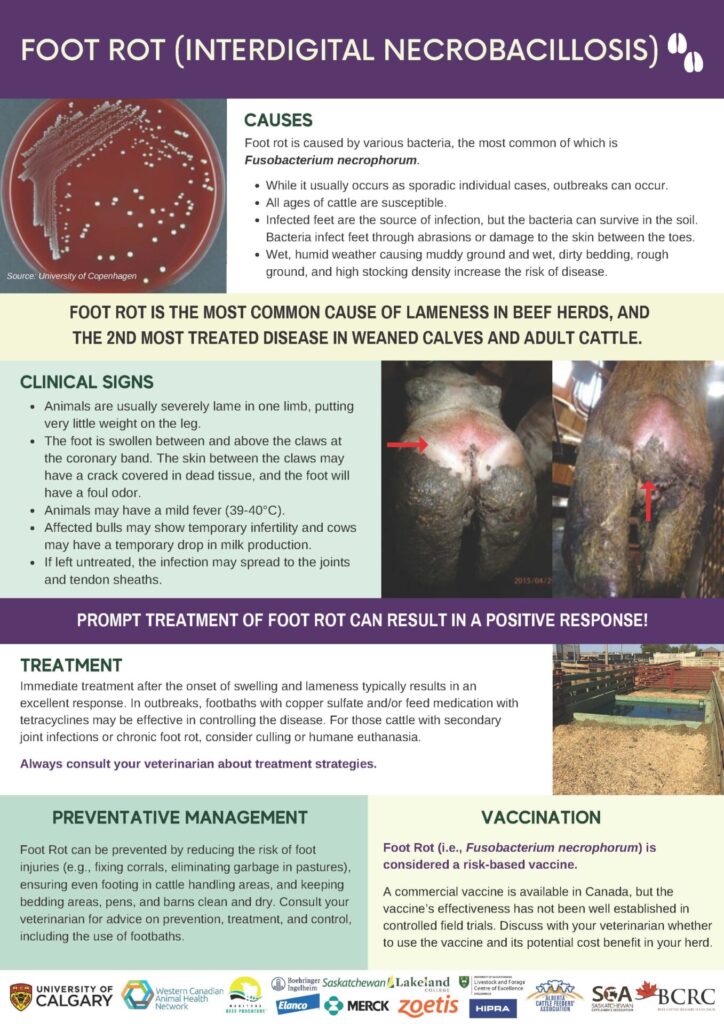 footrot disease infographic