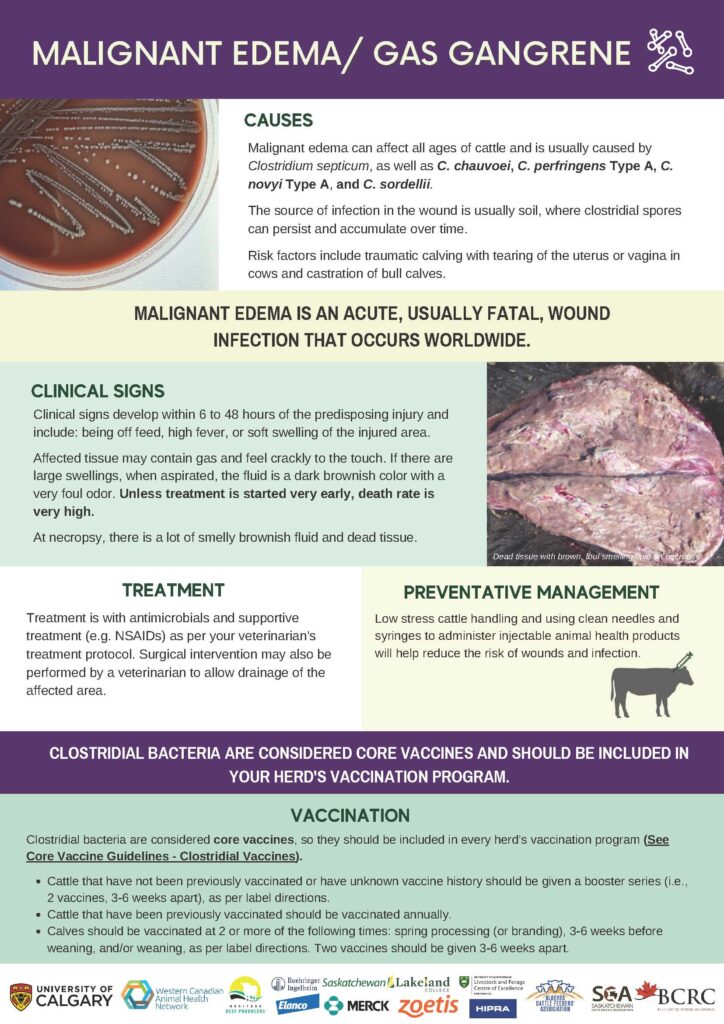 malignant edema disease infographic
